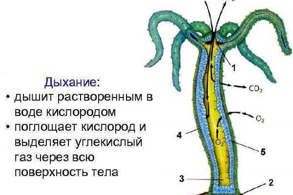 Kraken 15at сайт