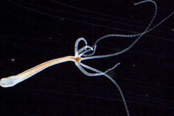 Kraken 4 ссылка