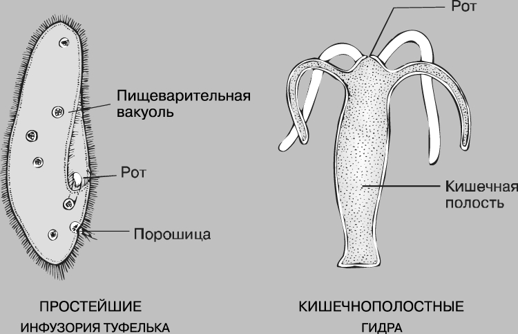 Доступ к сайту кракен